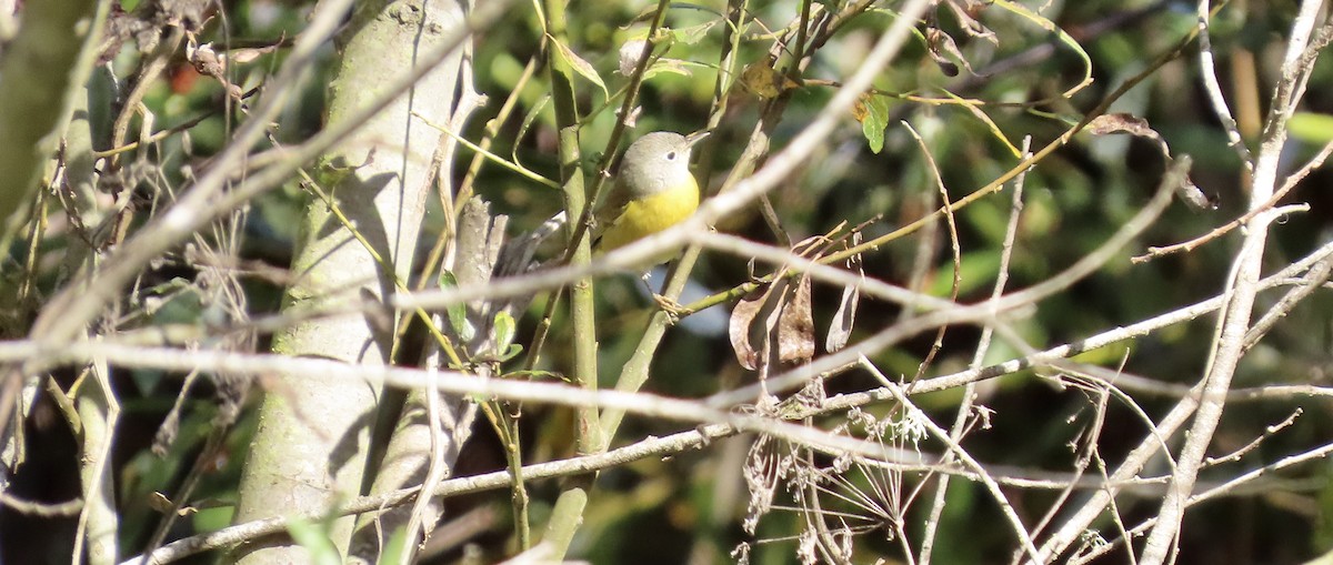 Nashville Warbler - ML611717034