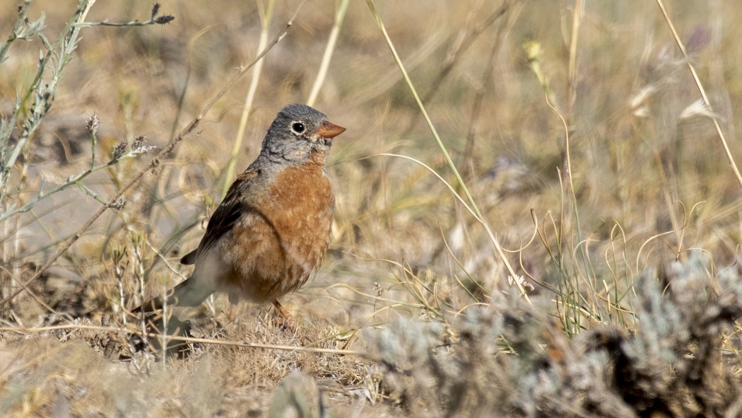 Gray-necked Bunting - ML611717041