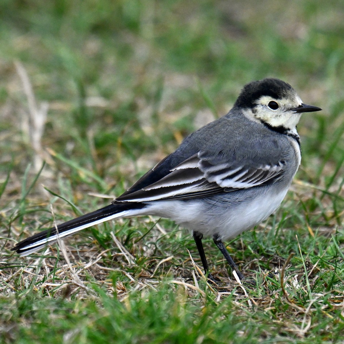 White Wagtail - ML611717088