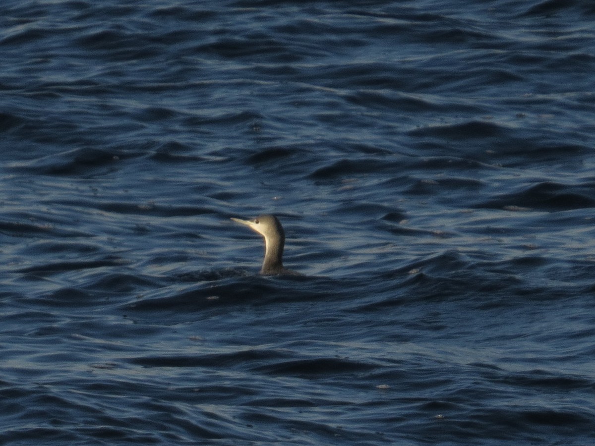 Red-throated Loon - ML611717090
