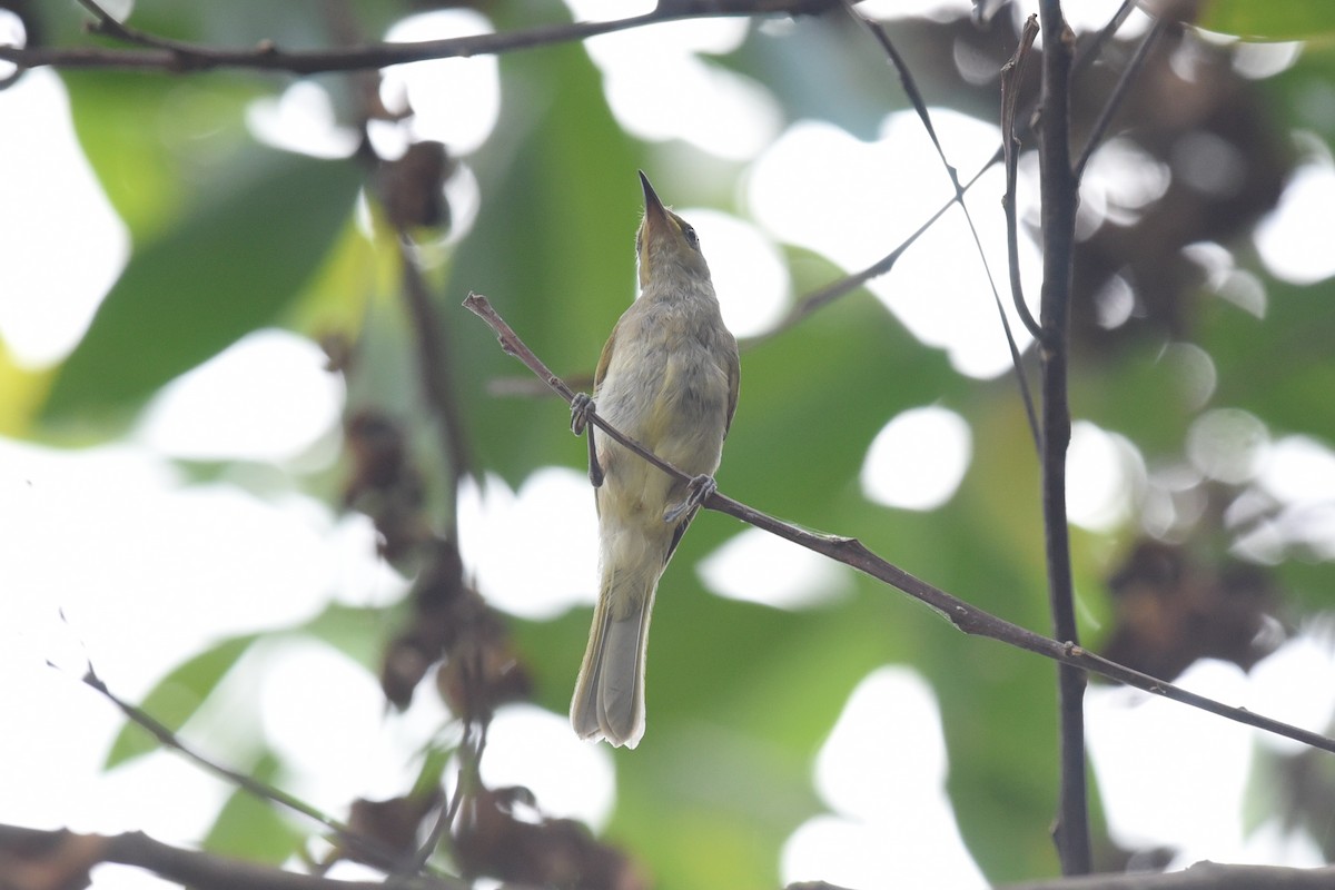 Brown Honeyeater - ML611717092