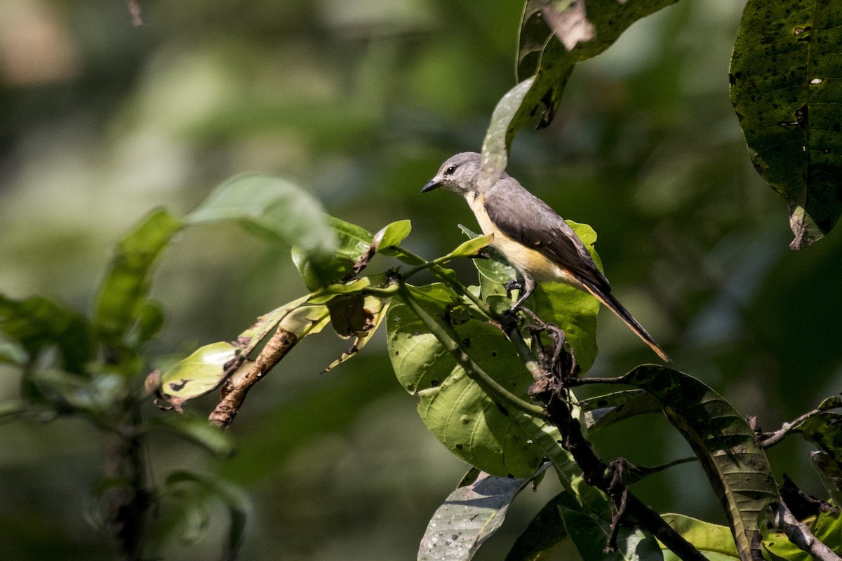 Small Minivet - ML611717110