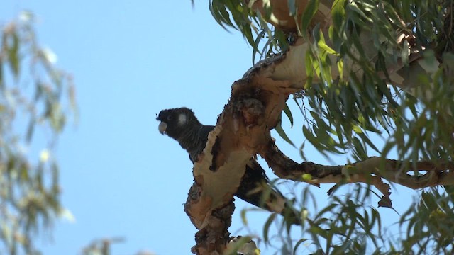 Cacatúa Fúnebre Piquicorta - ML611717120