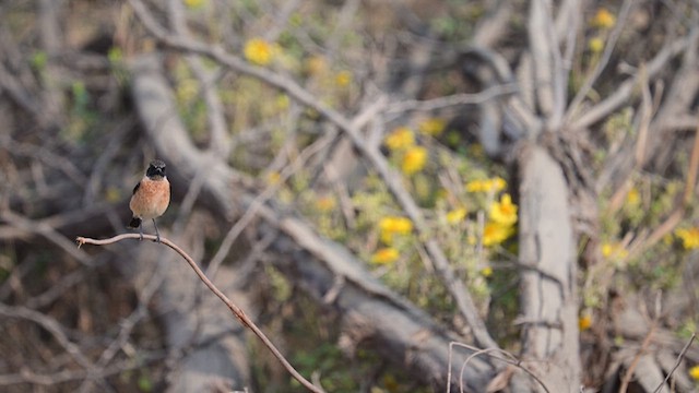 Siberian Stonechat - ML611717184