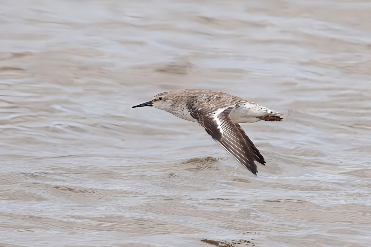 Red Knot - ML611717205