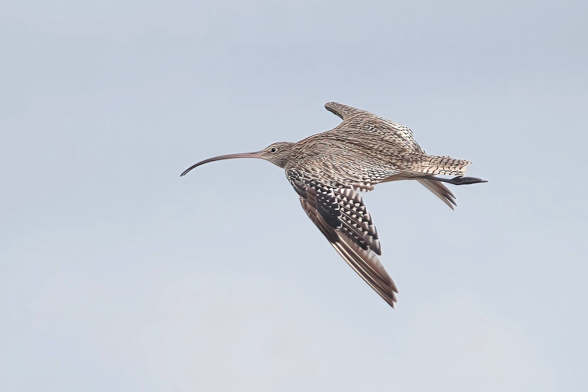 Far Eastern Curlew - ML611717211