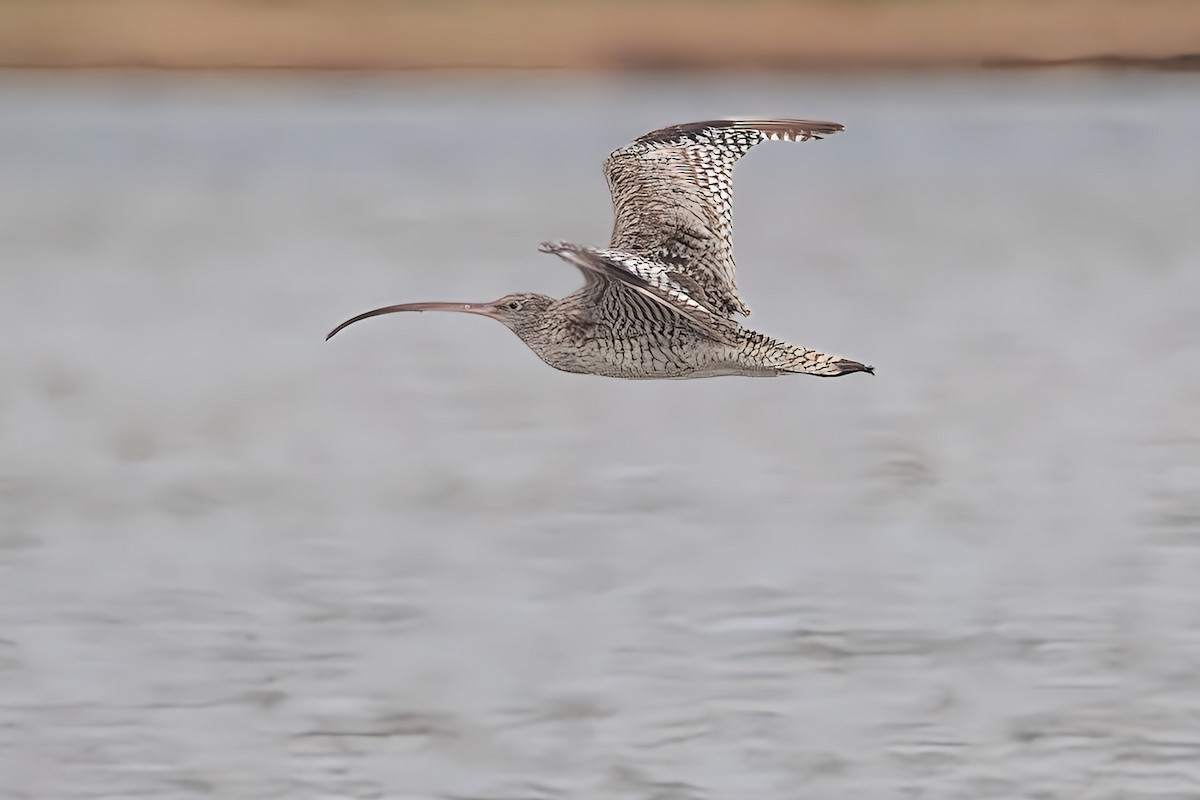 Far Eastern Curlew - ML611717212