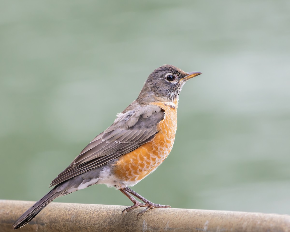 American Robin - ML611717223