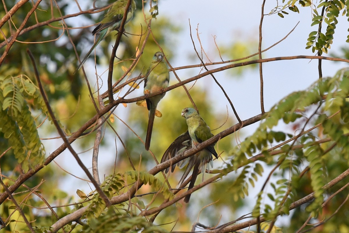 Golden-shouldered Parrot - ML611717238