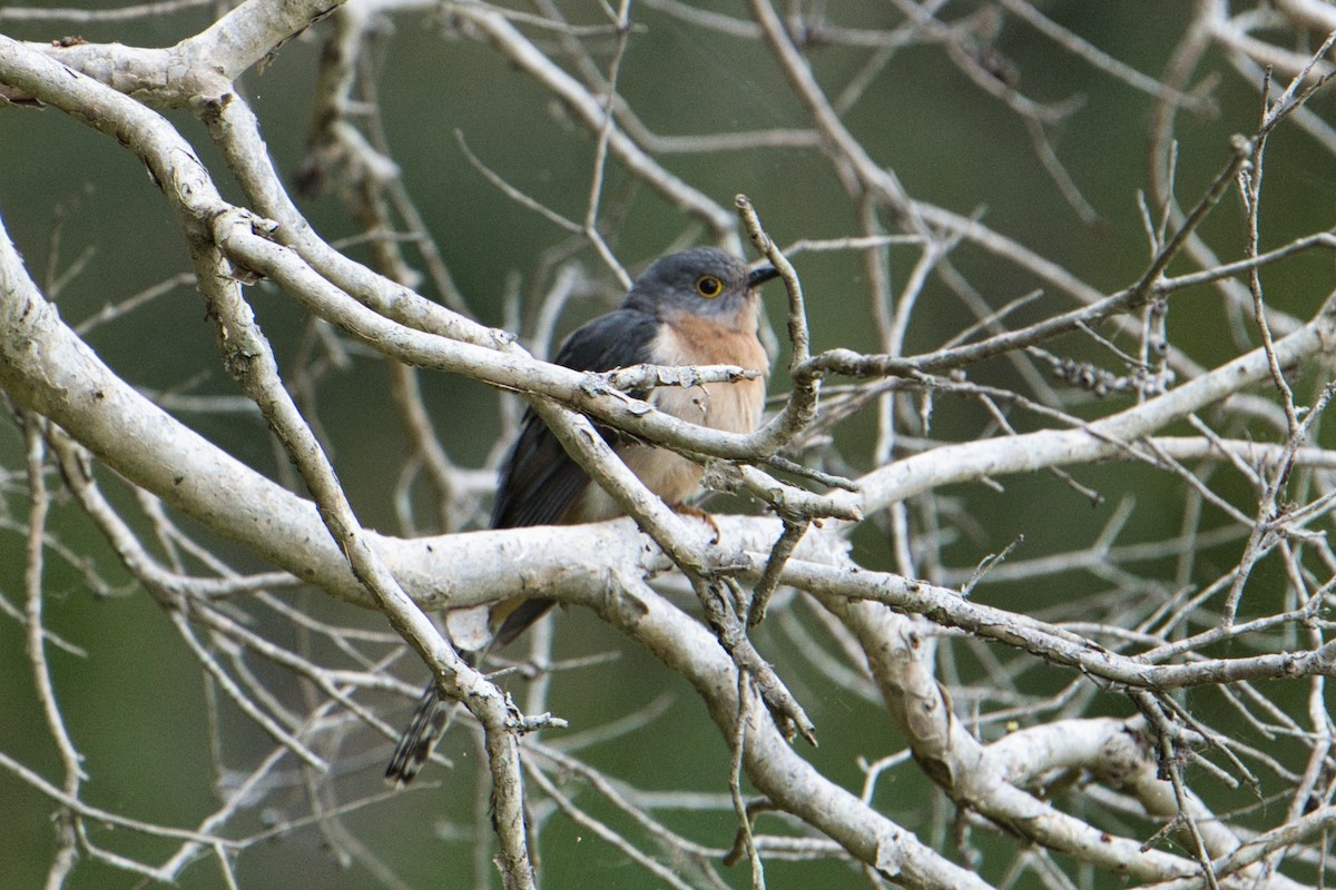 Fan-tailed Cuckoo - ML611717245