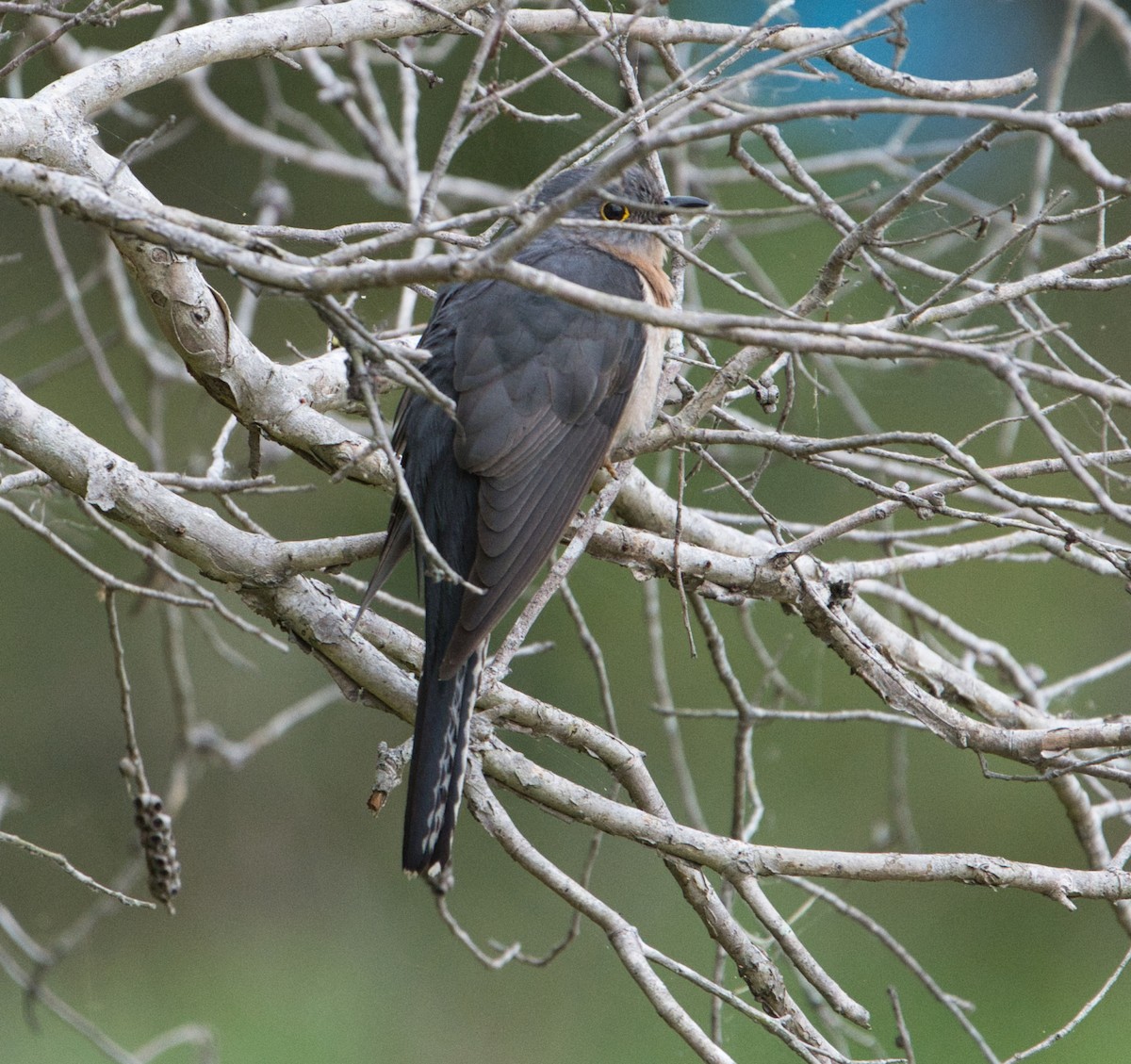 Fan-tailed Cuckoo - ML611717246
