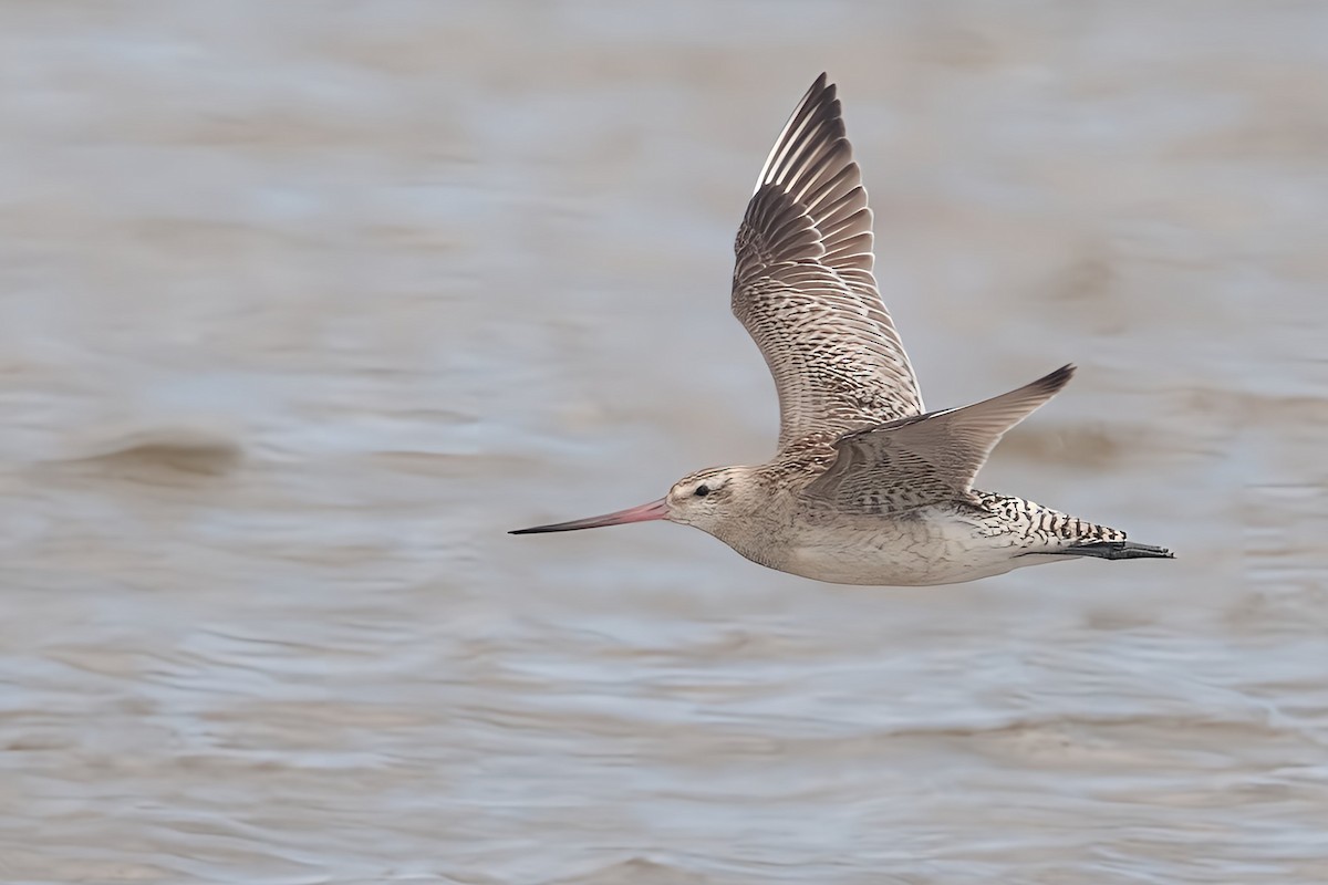 Bar-tailed Godwit (Siberian) - ML611717247