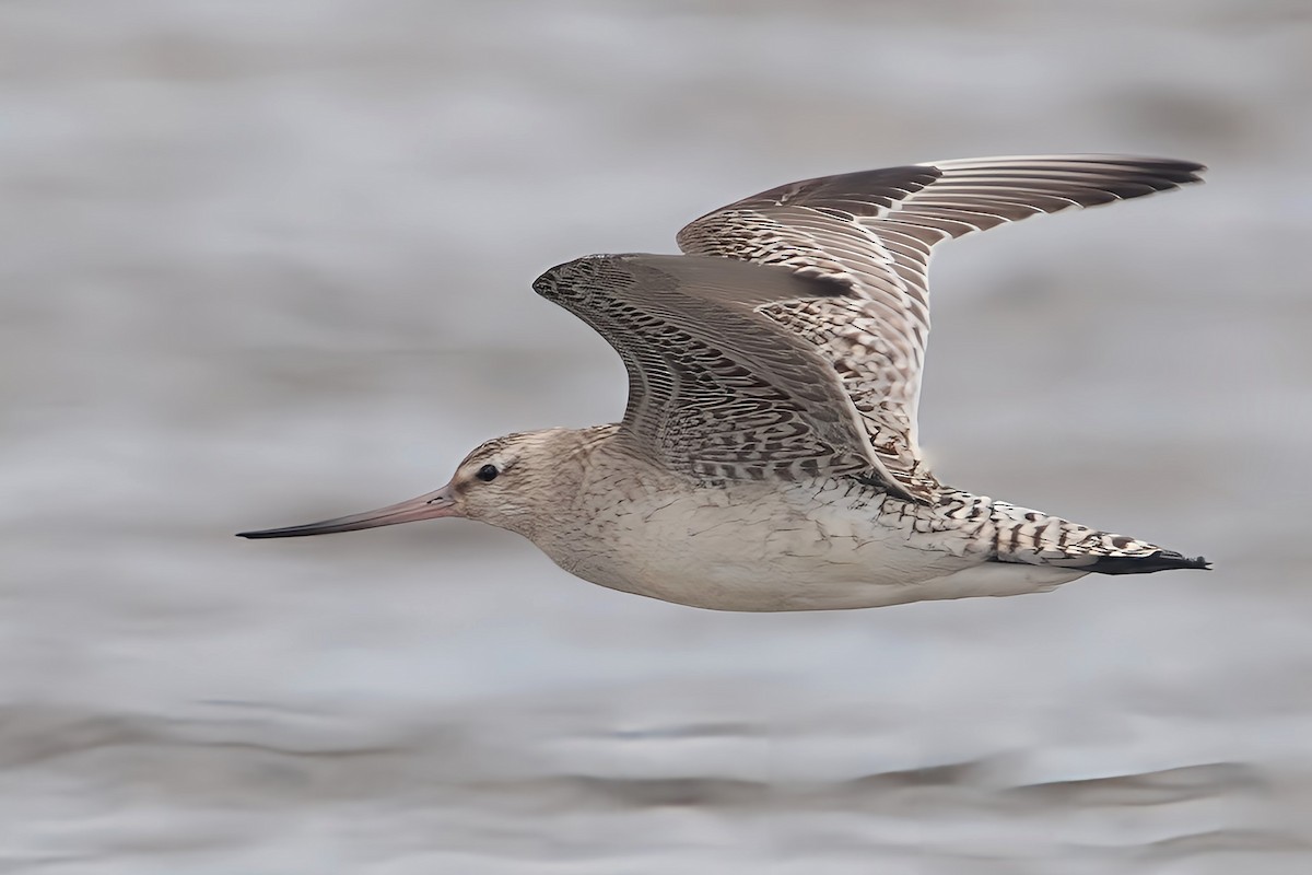 Bar-tailed Godwit (Siberian) - ML611717248