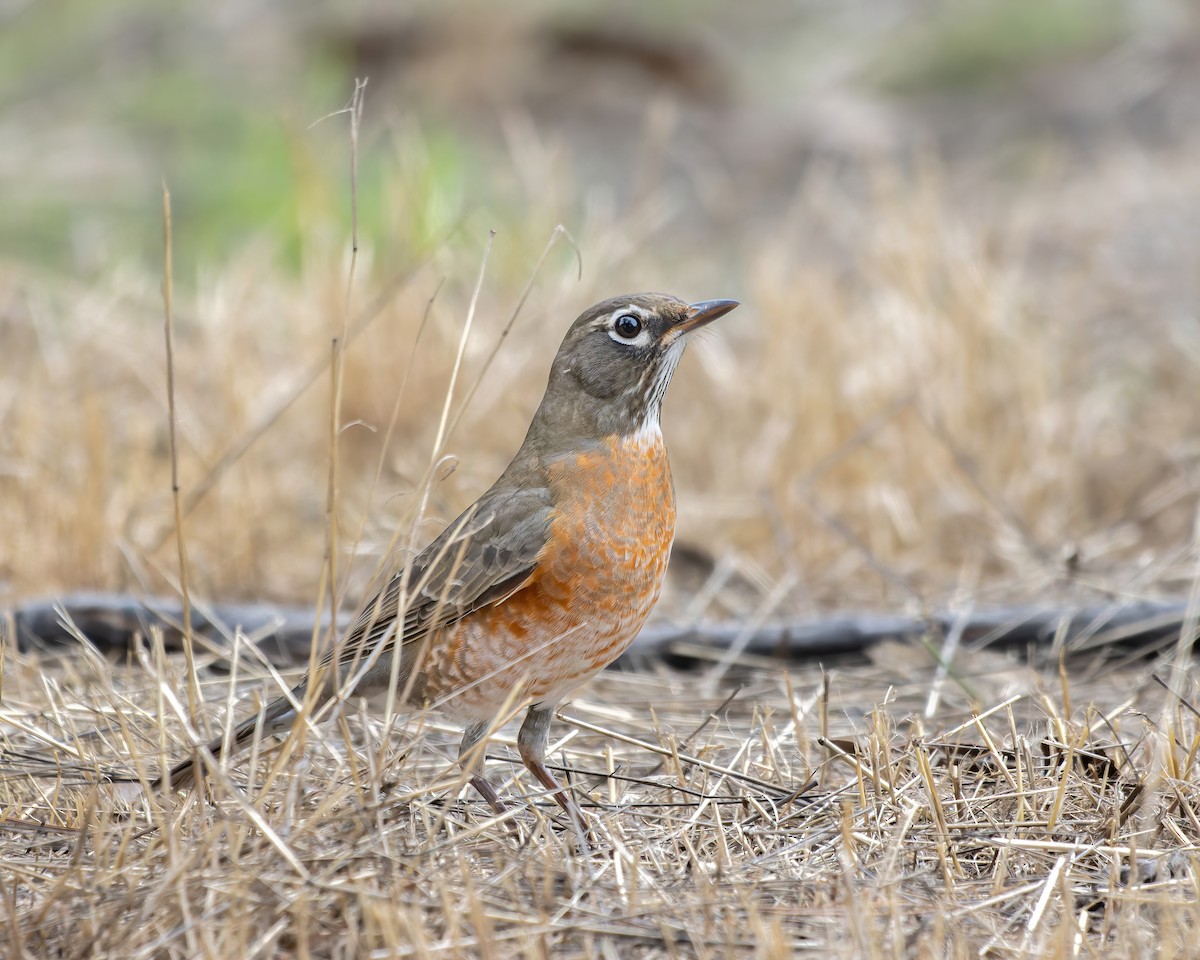 American Robin - ML611717277