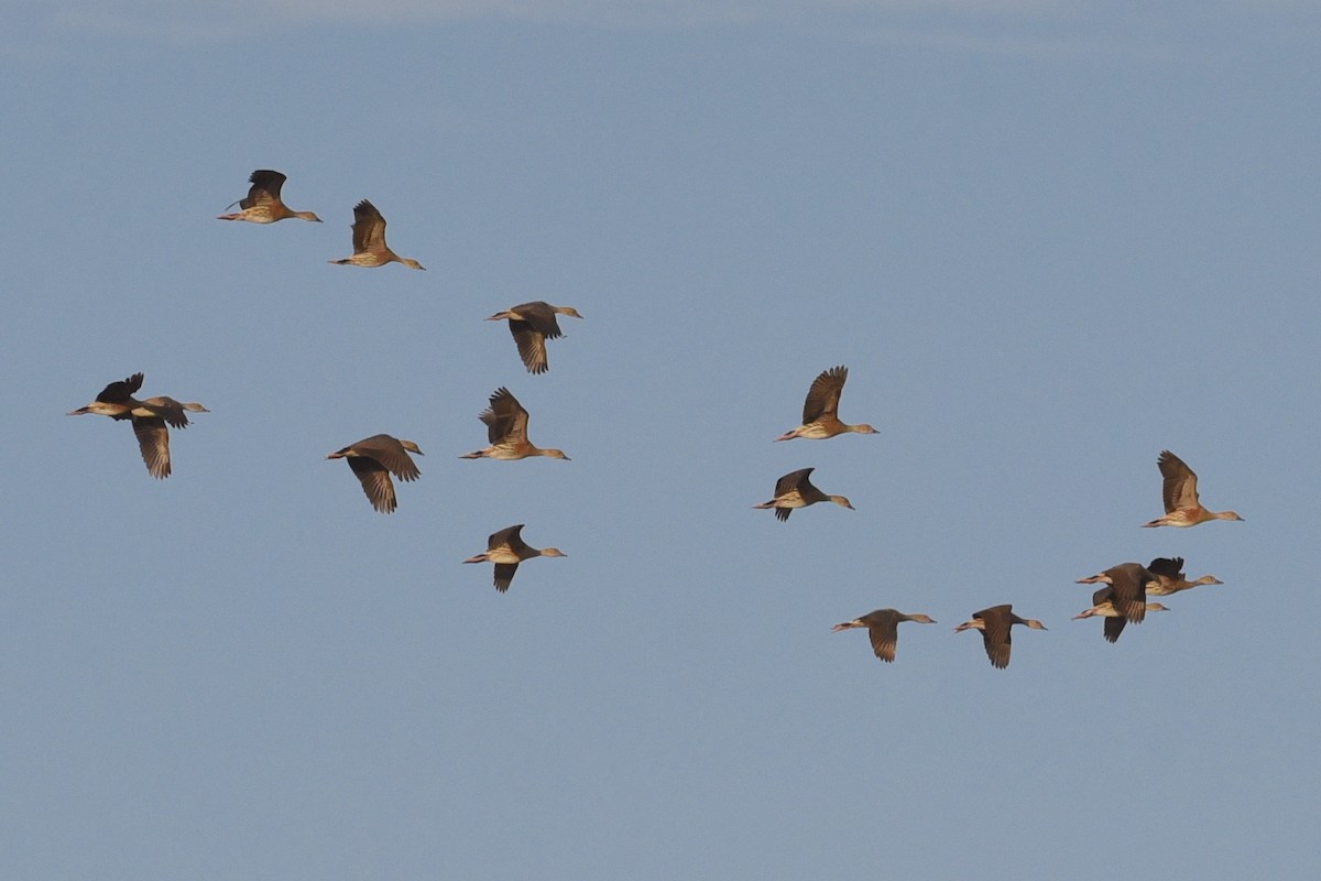 Plumed Whistling-Duck - ML611717286