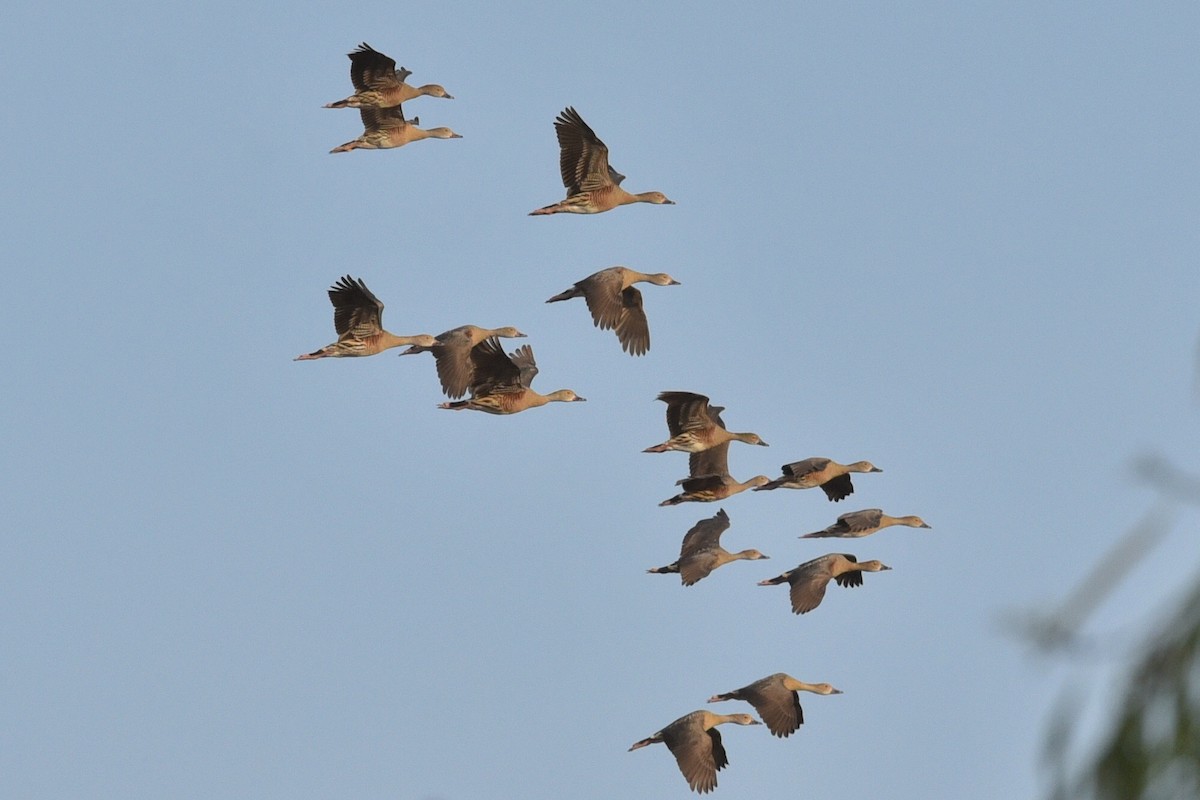 Plumed Whistling-Duck - ML611717289