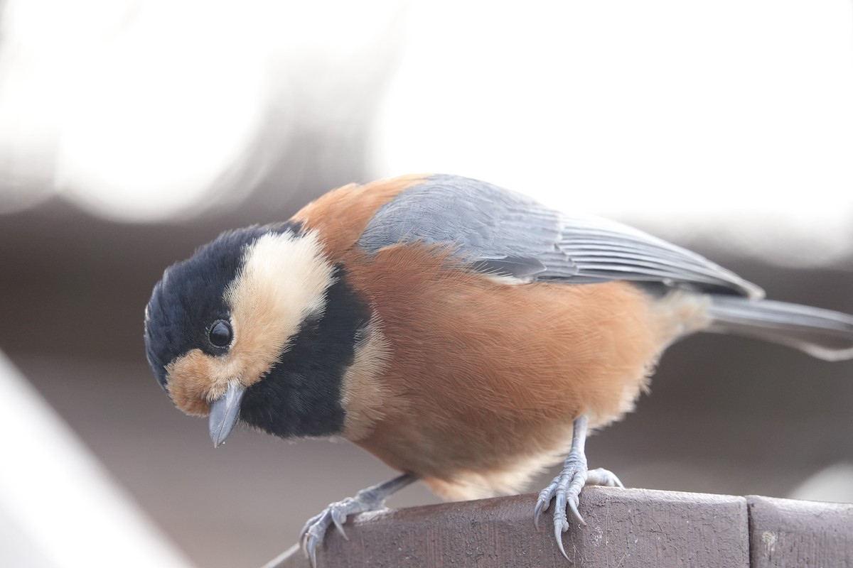 Varied Tit - ML611717329