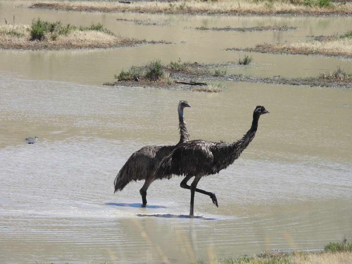 emu hnědý - ML611717380