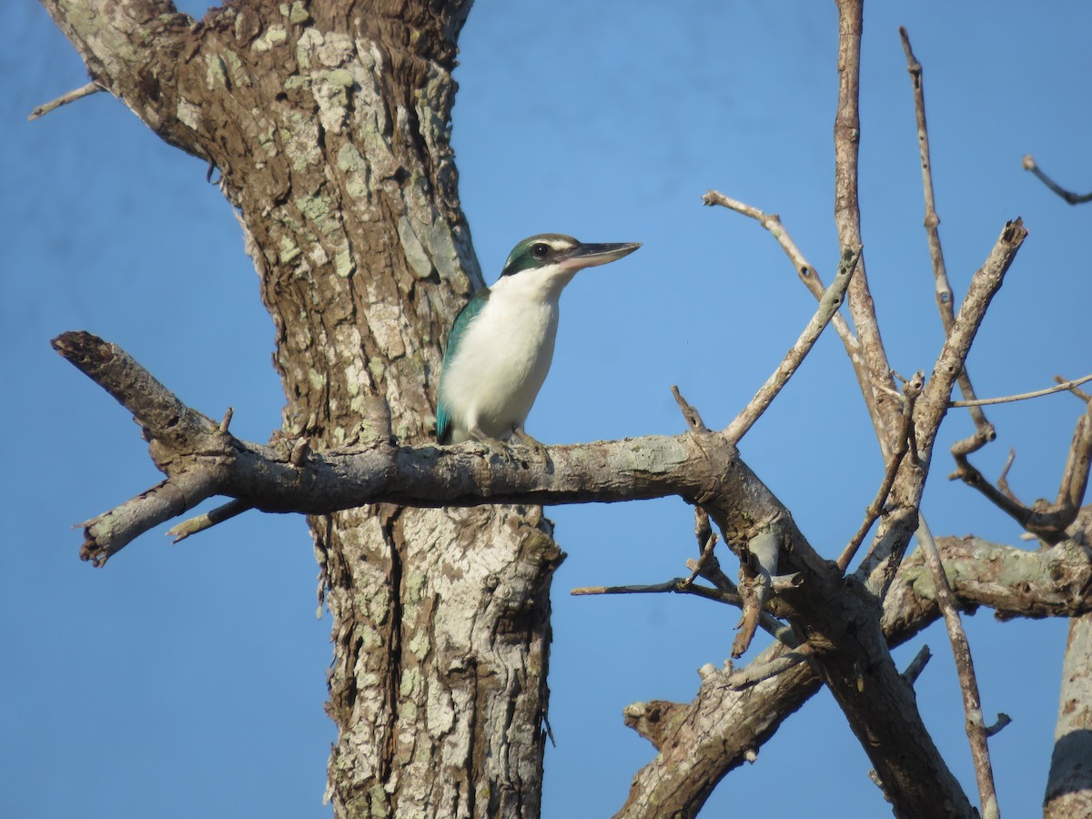 Collared Kingfisher - ML611717394