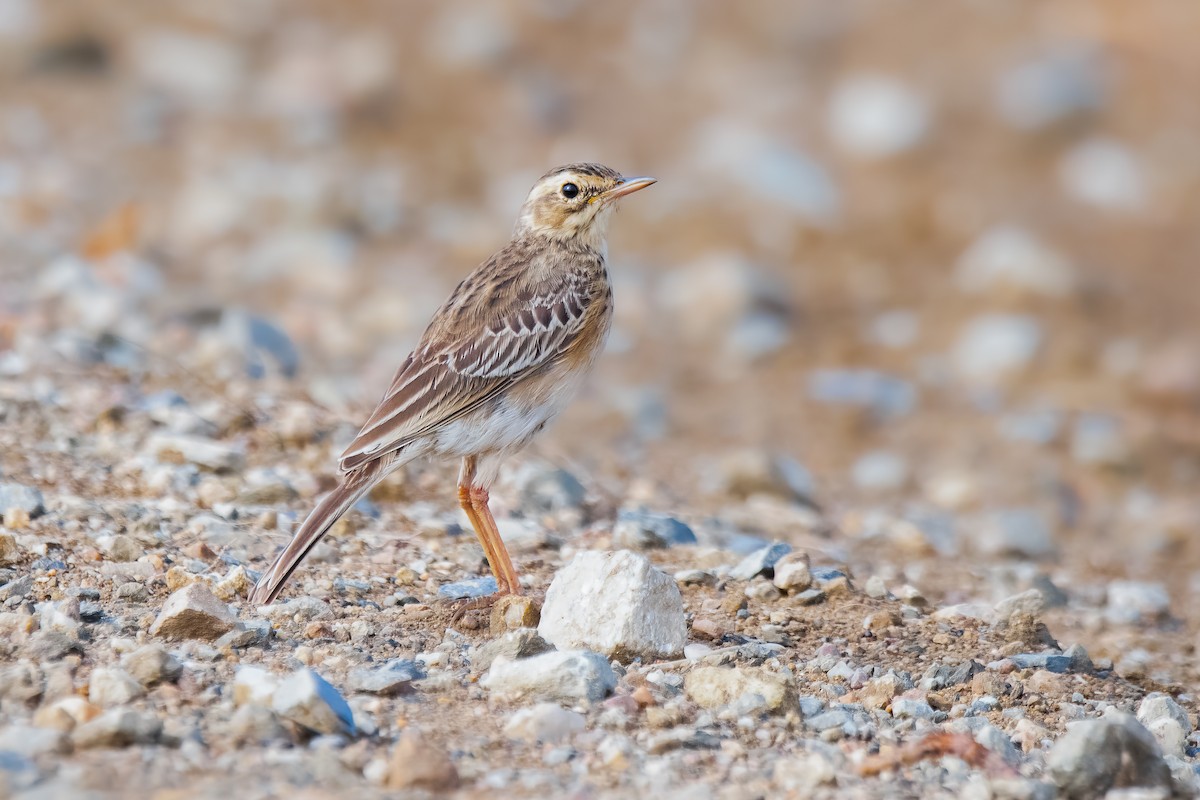 African Pipit - ML611717434