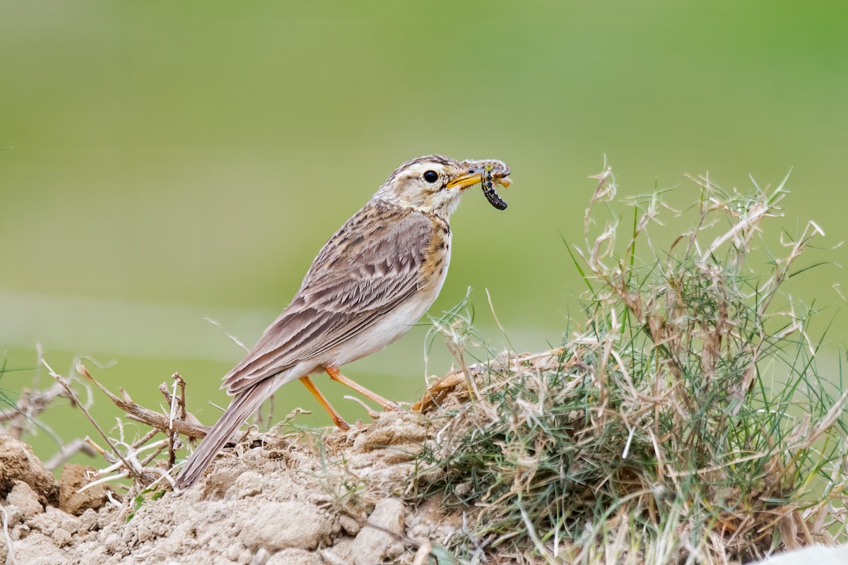 Pipit africain - ML611717435
