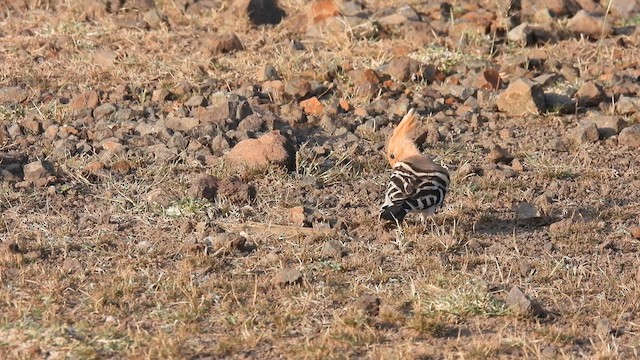 Eurasian Hoopoe - ML611717447