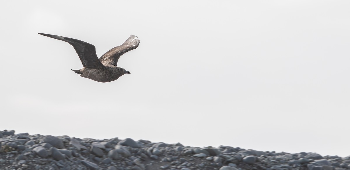 Great Skua - ML611717516