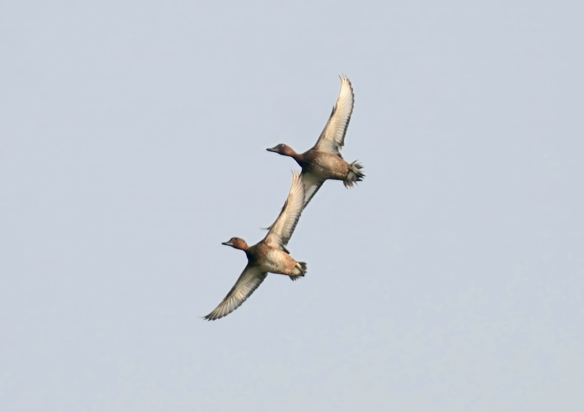 Ferruginous Duck - ML611717520