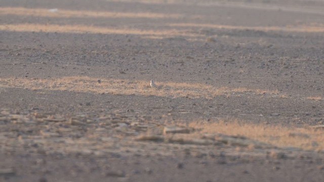 Greater Hoopoe-Lark - ML611717576