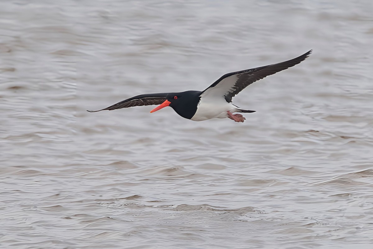 Pied Oystercatcher - ML611717578