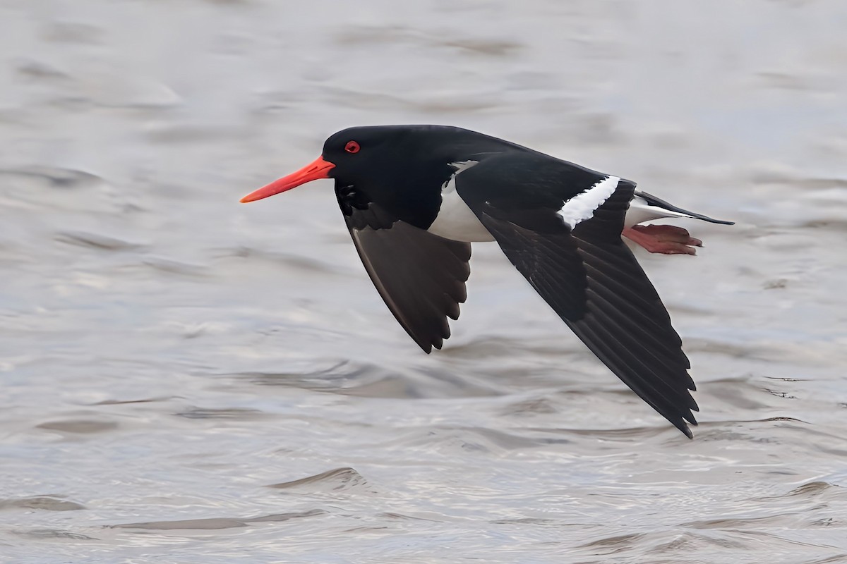 Pied Oystercatcher - ML611717579