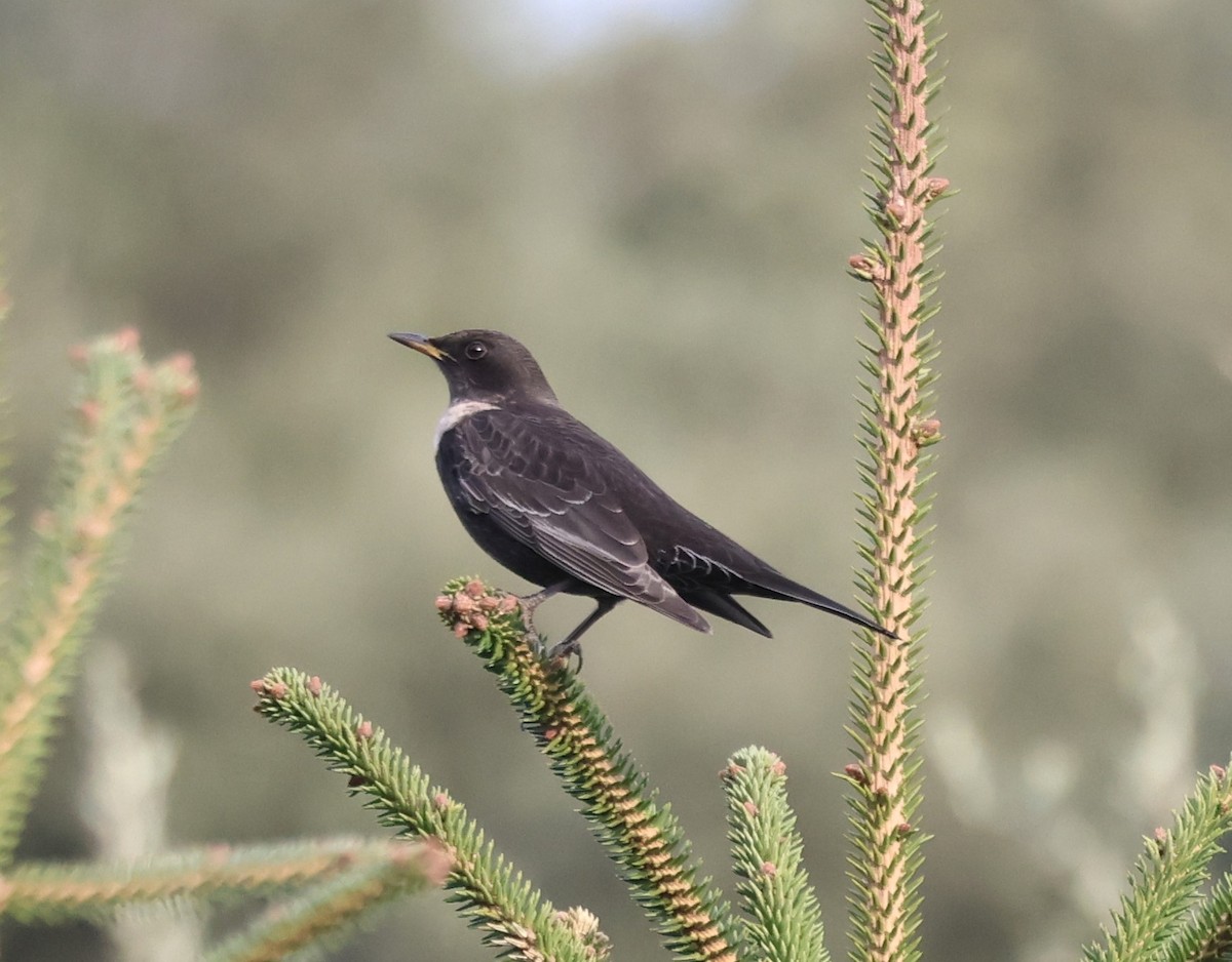 Ring Ouzel - ML611717594