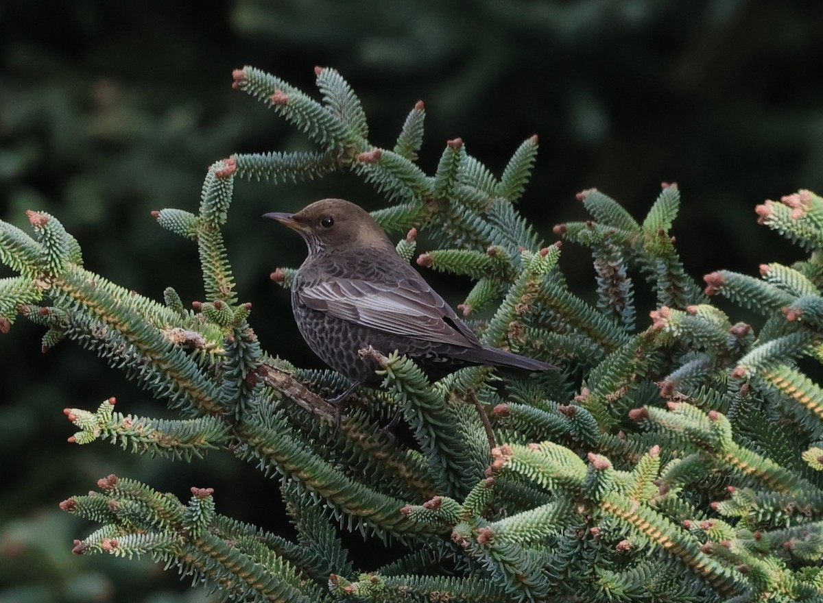 Ring Ouzel - Faustino Chamizo Ragel