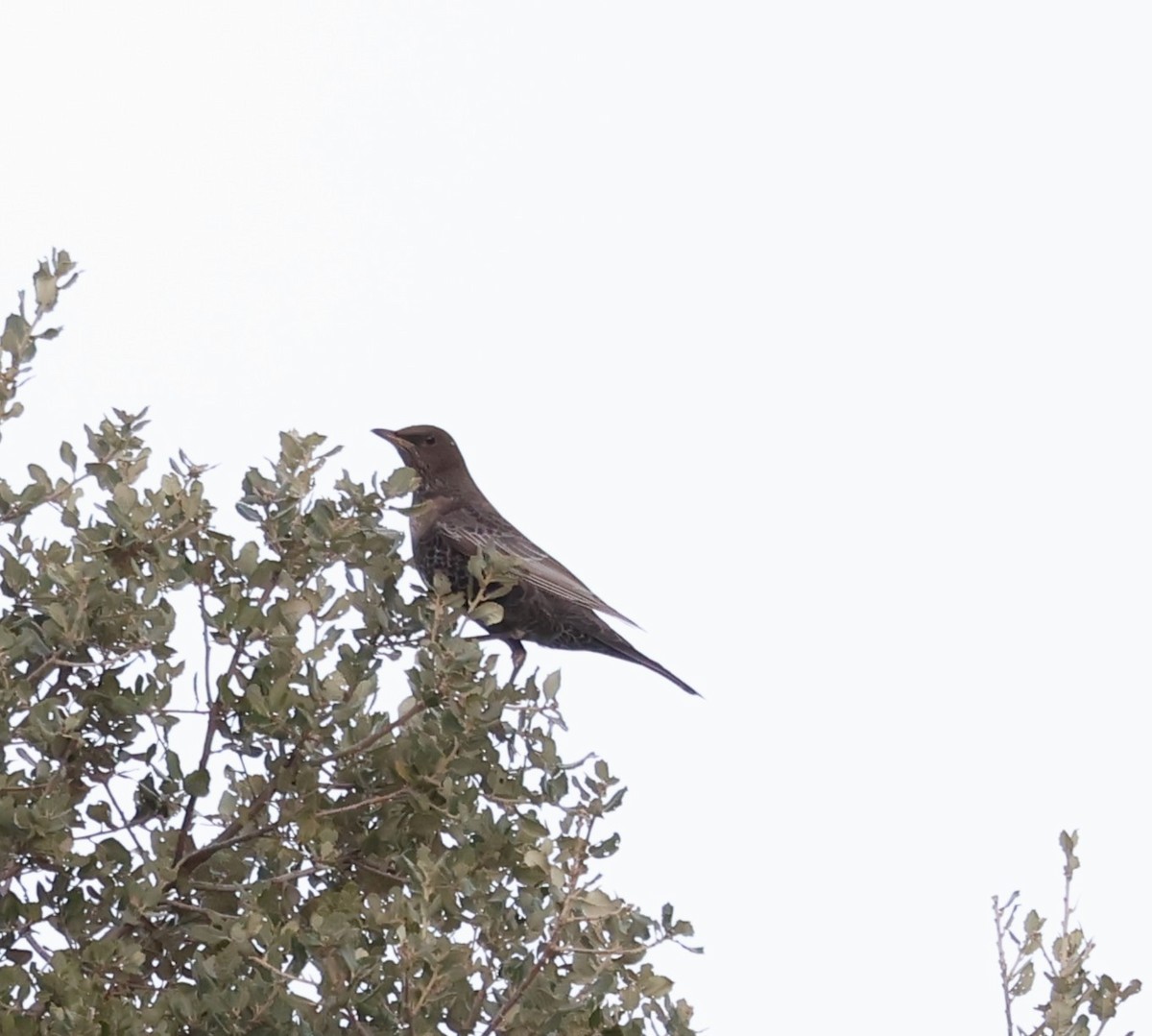 Ring Ouzel - Faustino Chamizo Ragel