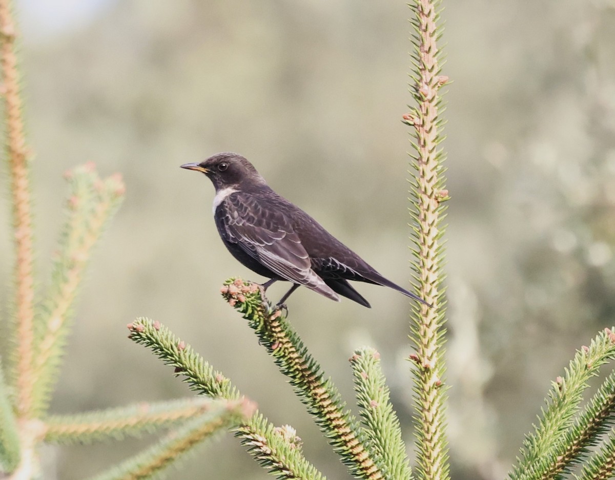 Ring Ouzel - ML611717600