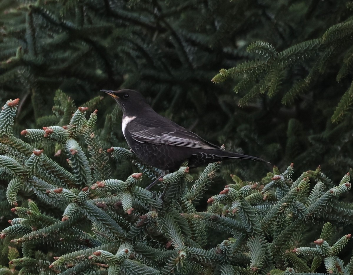 Ring Ouzel - Faustino Chamizo Ragel