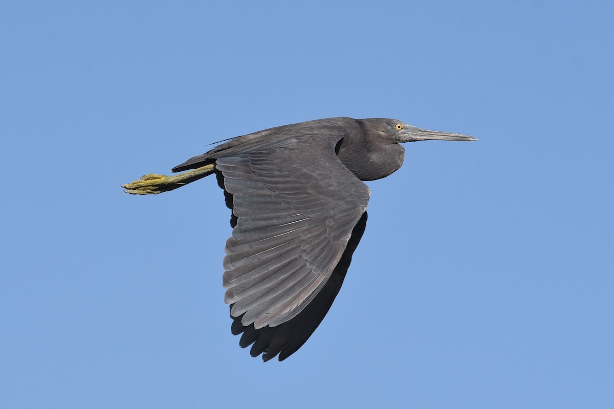 Pacific Reef-Heron - ML611717604