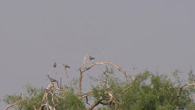 Yellow-eyed Pigeon - ML611717701