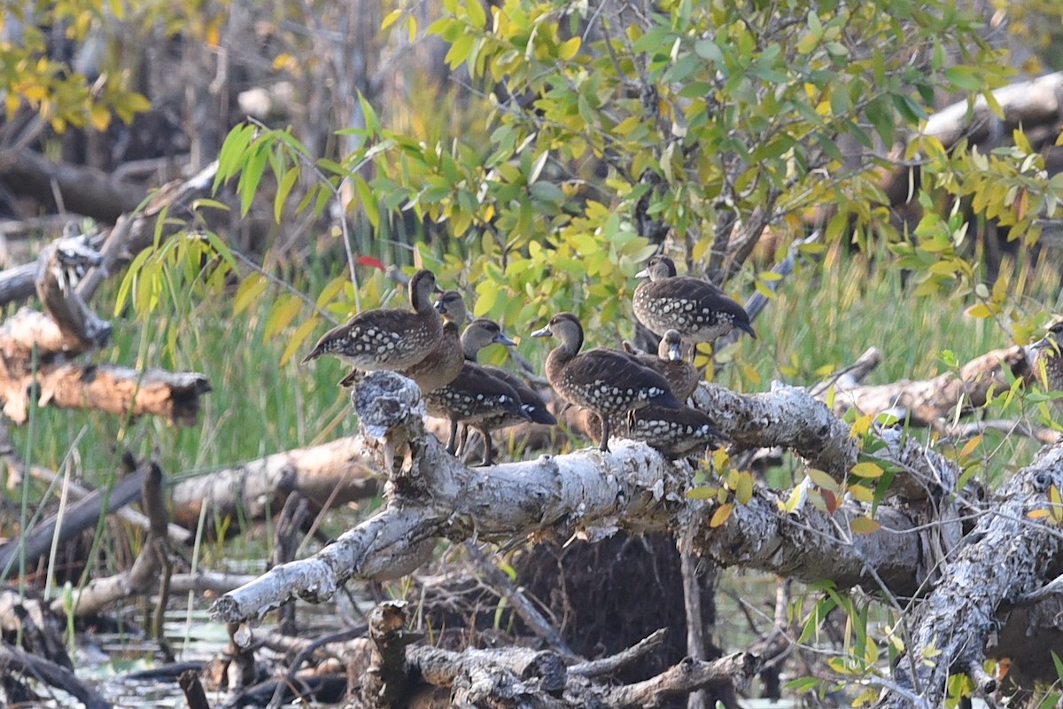 Spotted Whistling-Duck - ML611717713