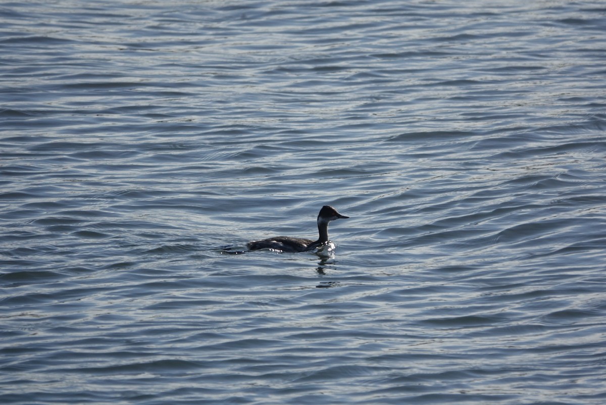 Eared Grebe - ML611717726