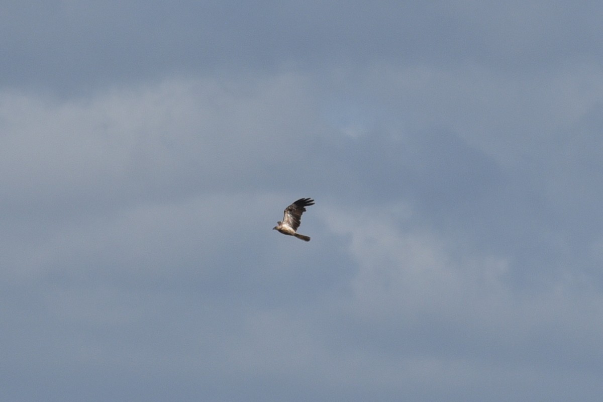 Brahminy Kite - ML611717753