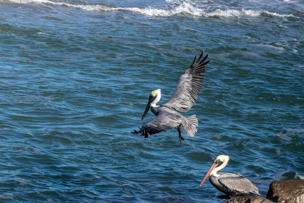 Brown Pelican - ML611717813