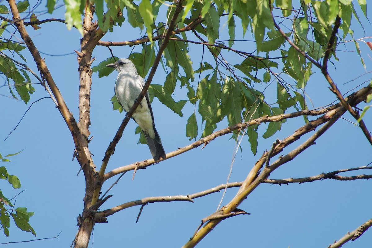 Wallacean Cuckooshrike (Alor) - ML611717868