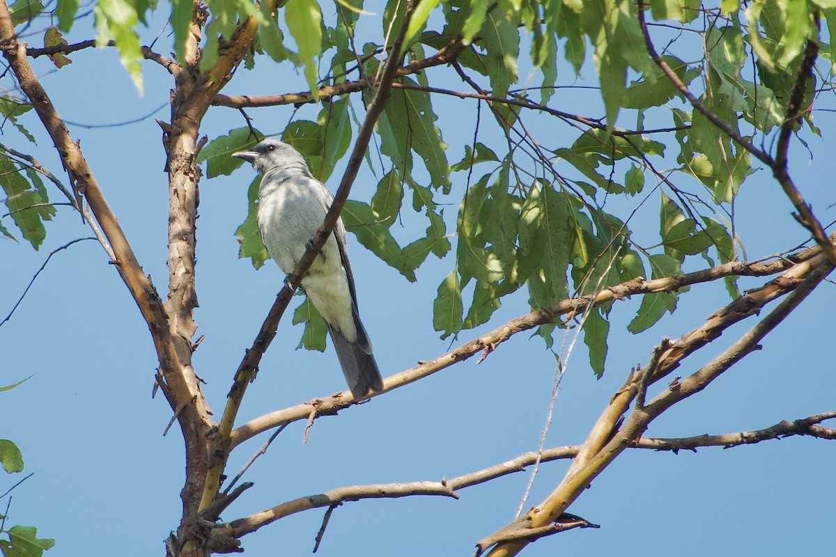 Wallacean Cuckooshrike (Alor) - ML611717873