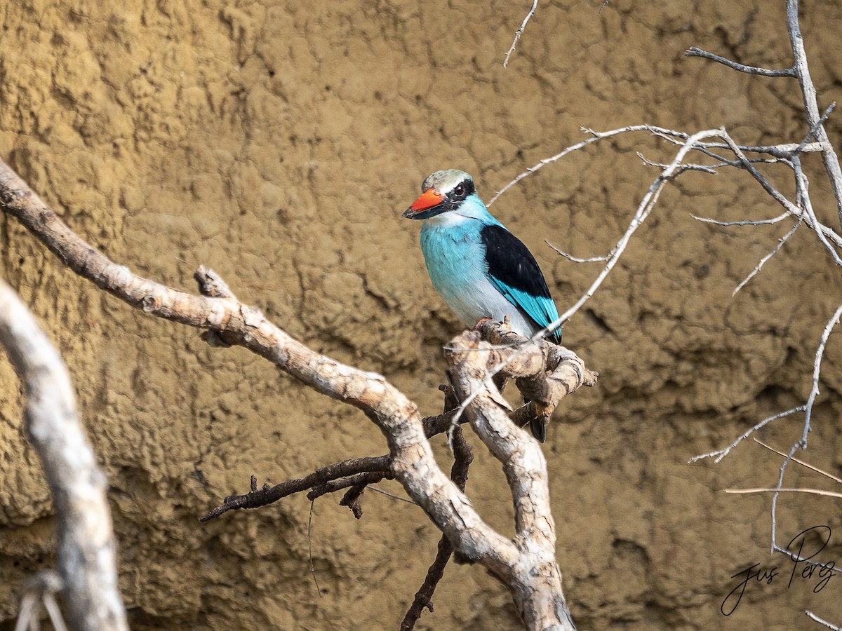 Blue-breasted Kingfisher - Jus Pérez Martín