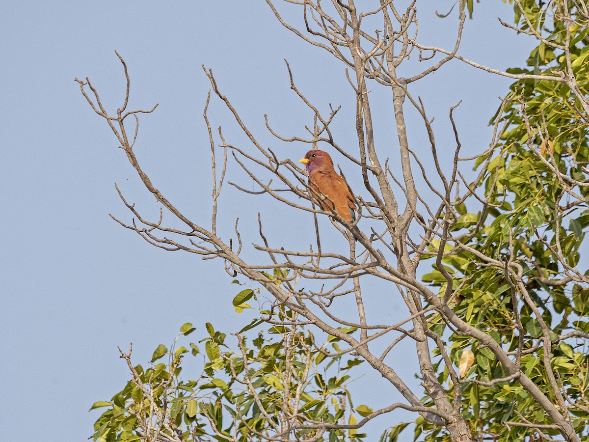 Broad-billed Roller - Jus Pérez Martín