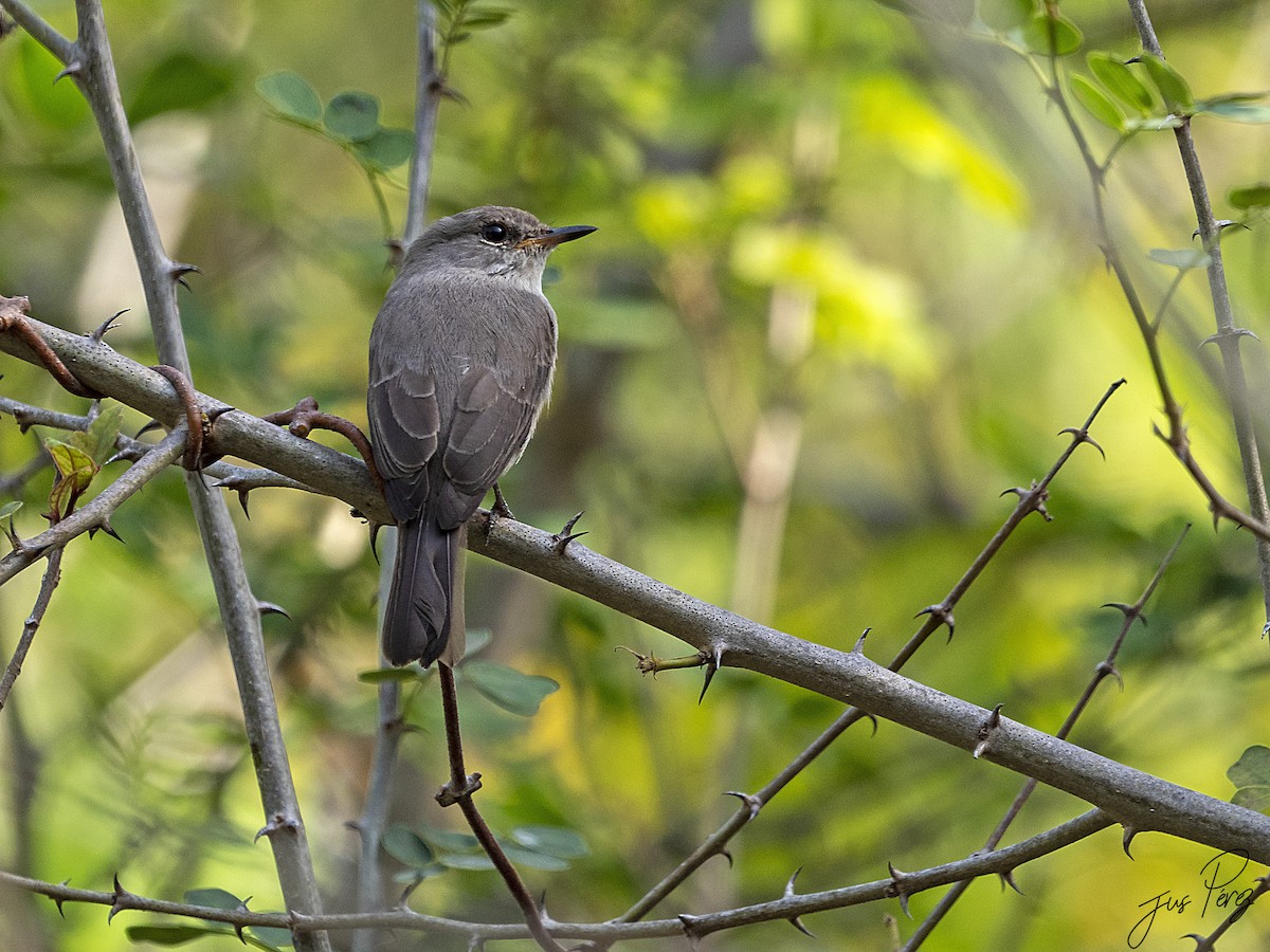 Swamp Flycatcher - Jus Pérez Martín