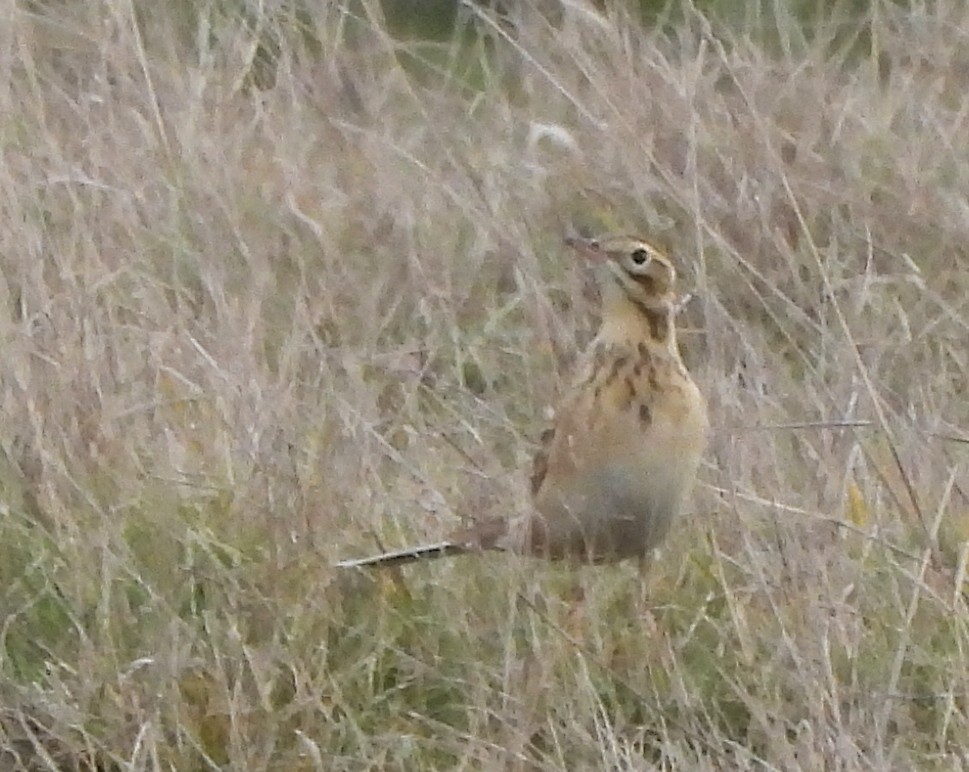 Richard's Pipit - ML611718001