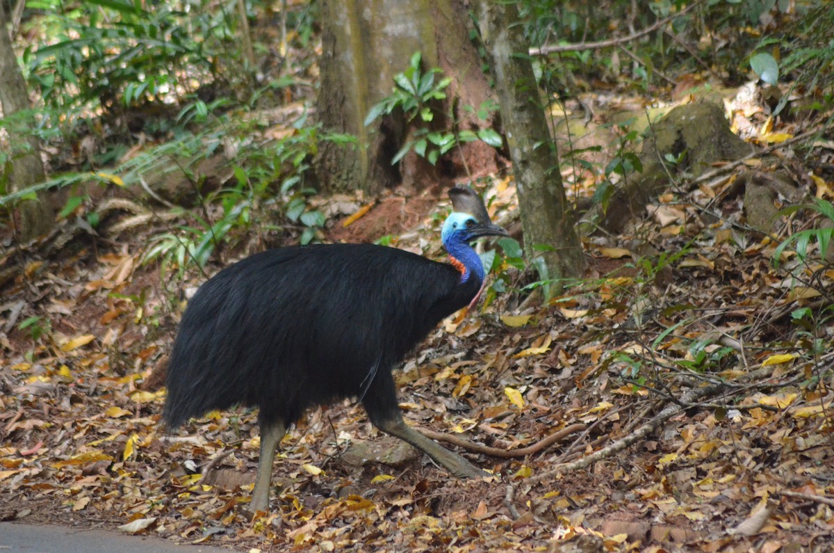 Southern Cassowary - Olivier Marchal