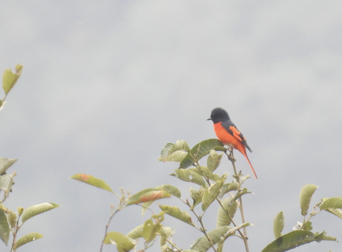 Scarlet Minivet - stephen tierney